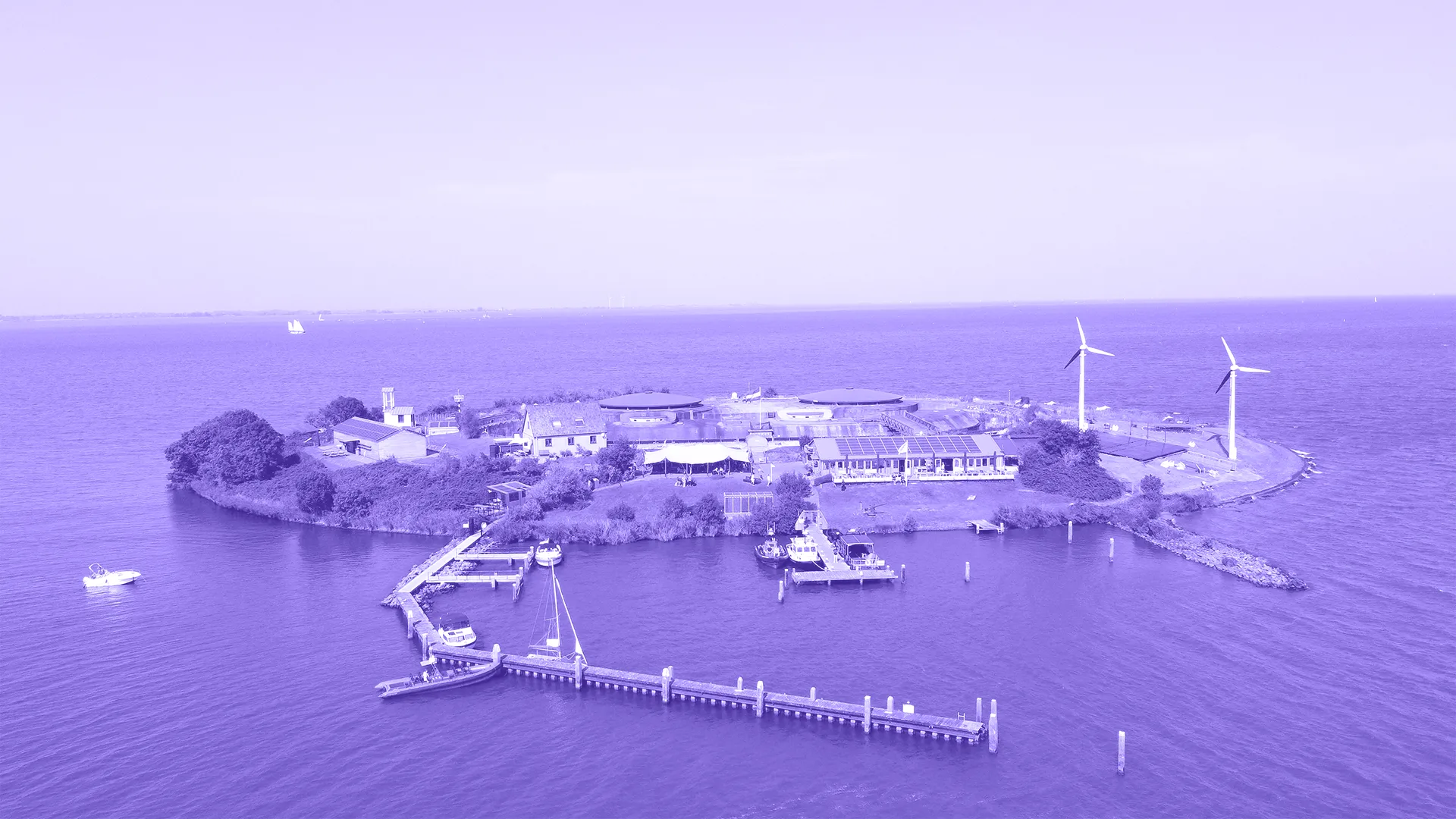 pampus-purple